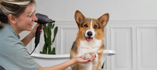Professional Dog Grooming and Experienced Dog Groomers in Meadowcreek Estate