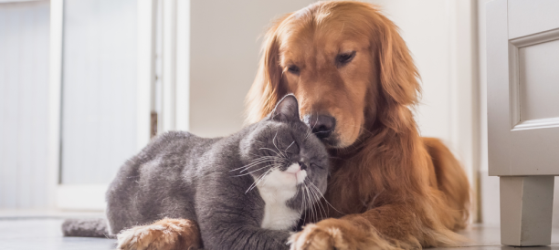 Trusted Pet Grooming Services and Best Pet Groomers in Rockwall