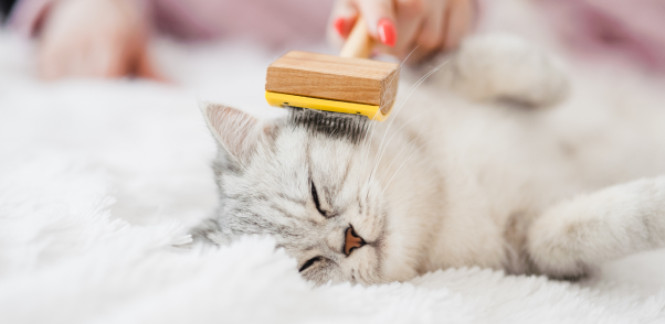 Top Cat Grooming Services and Cat Groomers in Hartford