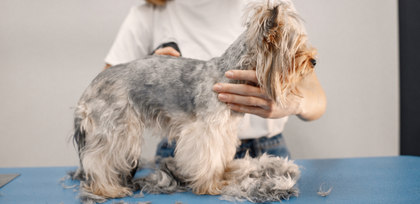 Professional Dog Grooming and Experienced Dog Groomers in Hartford